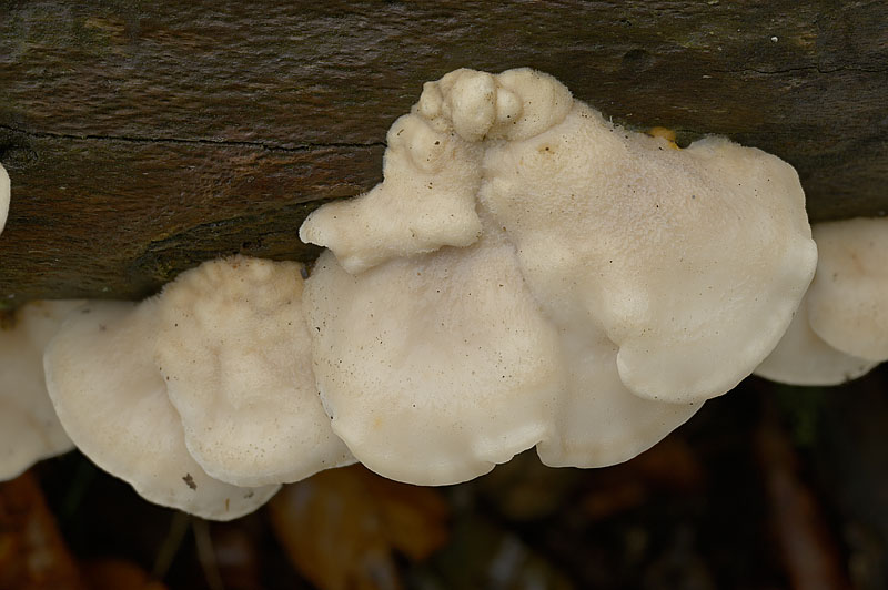 Postia tephroleuca